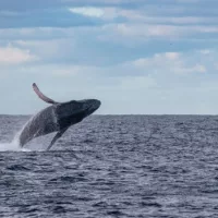 gettyimages_humpbackwhale_022924319951