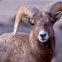 gettyimages_bighornsheep_031424747592