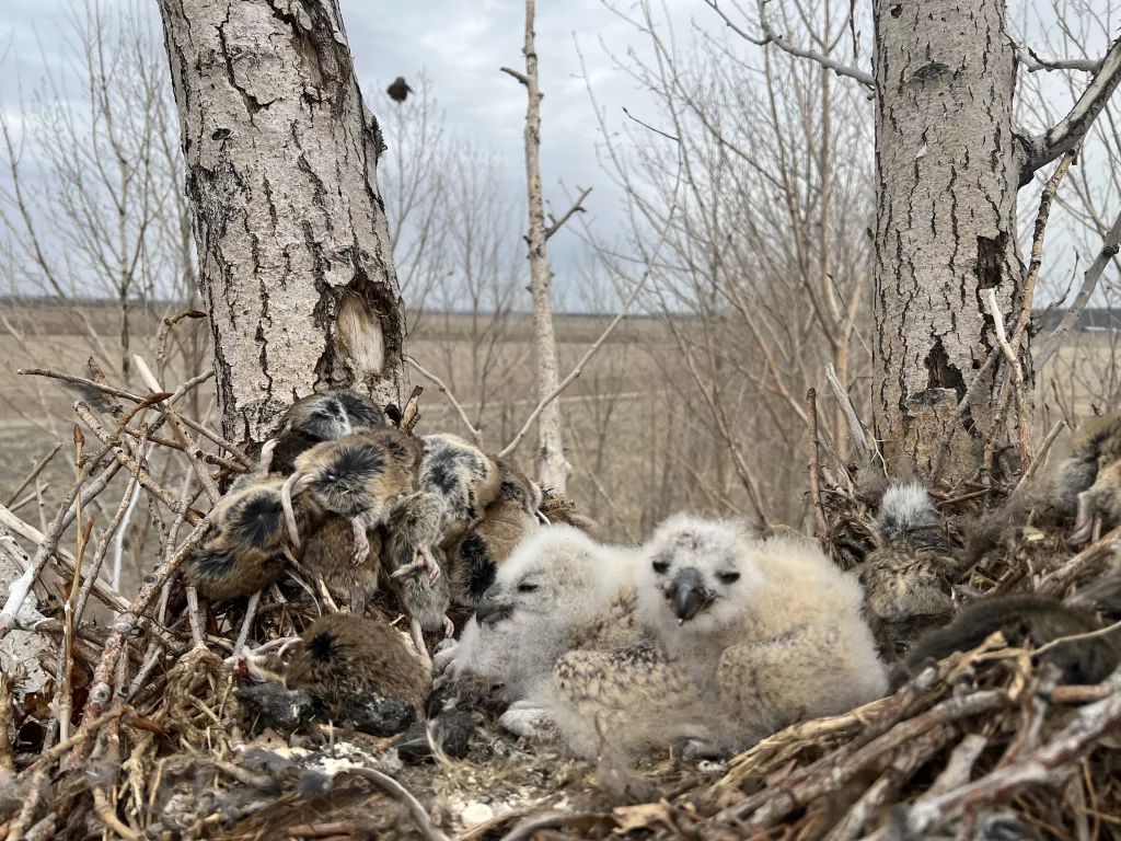 Think Wild, Sunriver Nature Center Rescue Owlet - Vimarsana News