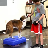 dog_training