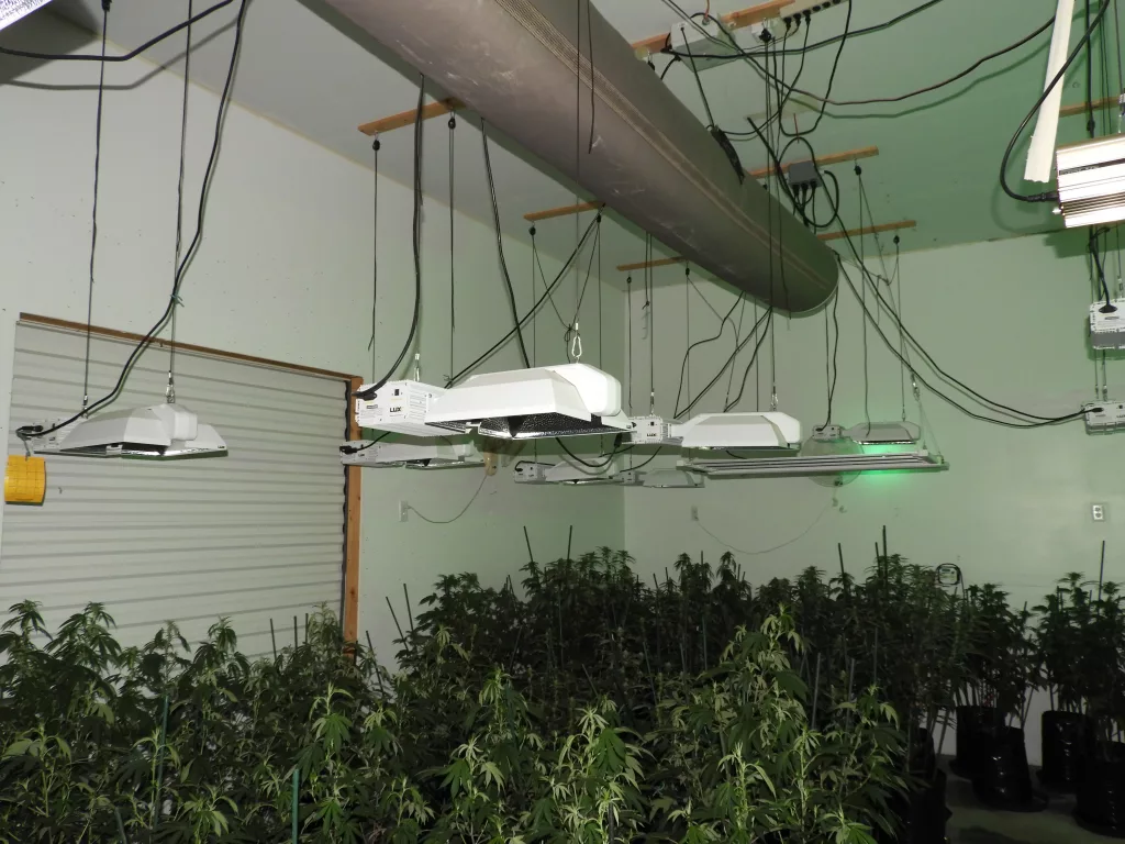 Police Arrest Couple In Marijuana Grow Operation - Vimarsana News