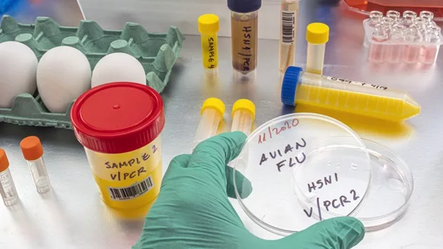 What to know about the bird flu outbreak in the US after virus fragments found in milk samples - Vimarsana News