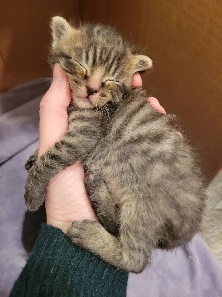 Kitten Shower At Humane Society of Central Oregon - Vimarsana News