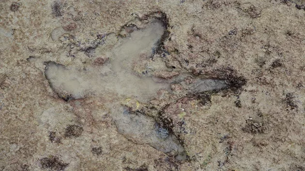 Large fossil footprints point to discovery of new 'megaraptor' dinosaur: Study - Vimarsana News