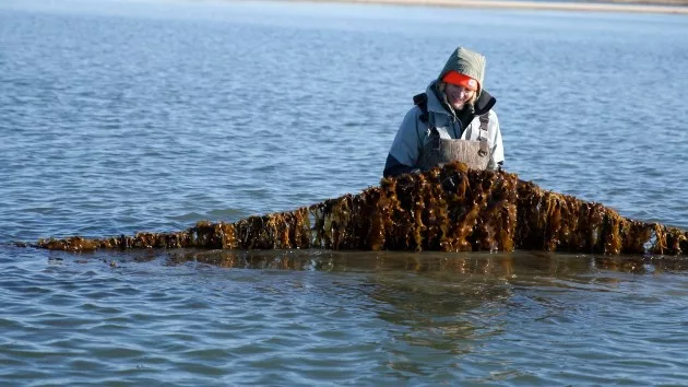 How kelp farms, an 'environmental powerhouse,' can help mitigate climate change - Vimarsana News