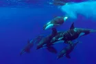 gettyimages_orca_051424629346