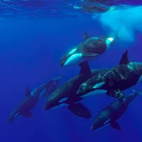 gettyimages_orca_051424629346