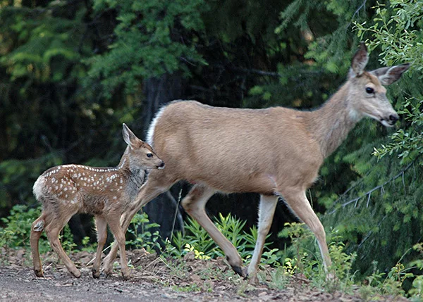 It's Calf And Fawn Season – Keep Your Distance | MyCentralOregon.com - Horizon Broadcasting Group, LLC - Vimarsana News
