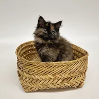 cinder-plays-in-basket_hscoorg