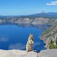 golden-mantled-ground-squirrel-or-chipmunk-posing-in-crater-lake-national-park-usa