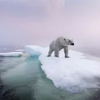 getty_061324_hudonbaypolarbear-stock836806