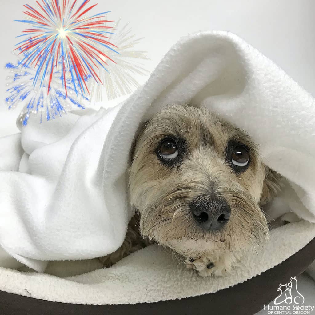 Keep Pets Safe This Fourth of July