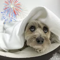 fireworks-scared-dog-hsco-org