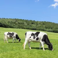gettyimages_cows_070324262393
