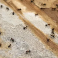 gettyimages_ants_070324891992