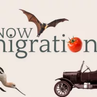 kmigrations