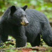gettyrf_81424_blackbear494452