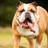 gettyrf_61522_englishbulldog354503