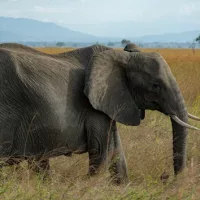 gettyimages_elephant_082924958745