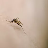 gettyimages_mosquito_090324448751