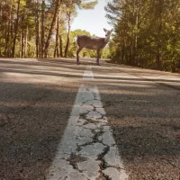 deer_in_road