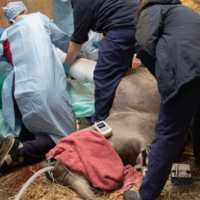 knowsleysafaripark_rhino_091924389454