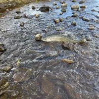 oct_16_2024_fall-run_chinook_salmon_klamath_river_oregon_01_odfw_photo