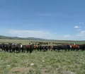 cattle-2