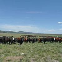 cattle-2