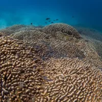 natgeo_111624_solomoncoral160008