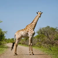 getty_112124_giraffestock839606