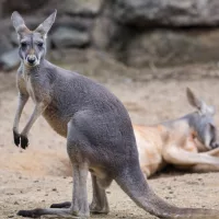 getty_kangaroo_122024513817