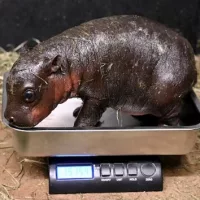 news_hippo_122724879084