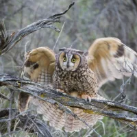 long_eared_owl_9877-e1734571780297