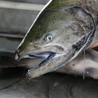 male_spring_chinook_munsel_odfw