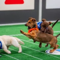 e_puppybowl_020625381895