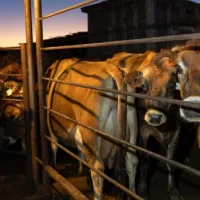 getty_dairycowsfile151927