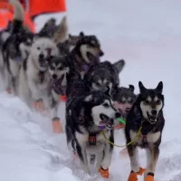 getty_iditarod_022825841414