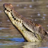 gettyrf_5323_crocodile583855