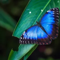 gettystock_butterfly641349