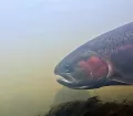deschutes_underwater_steelhead_2