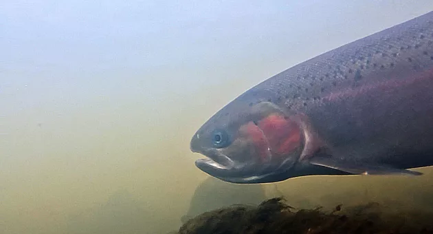 deschutes_underwater_steelhead_2