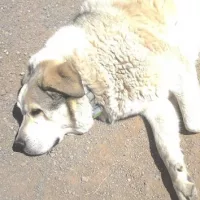 n_dog-1-ht-er-250416_1744818771605_hpmain_16x9310542