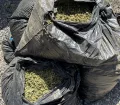 pot_bust-4