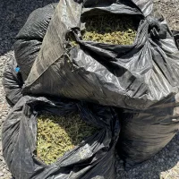pot_bust-4