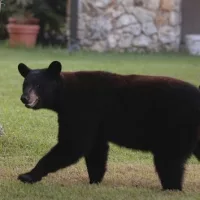 getty_bear_050525807192