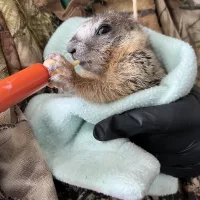 baby-marmot