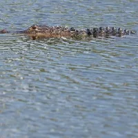 g_alligator_050725355394