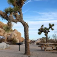 getty_joshua-tree-01-gty-jef-250514_1747234673859_hpmain464088