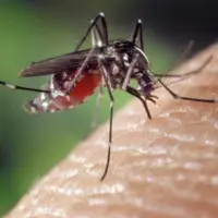 mosquito-3